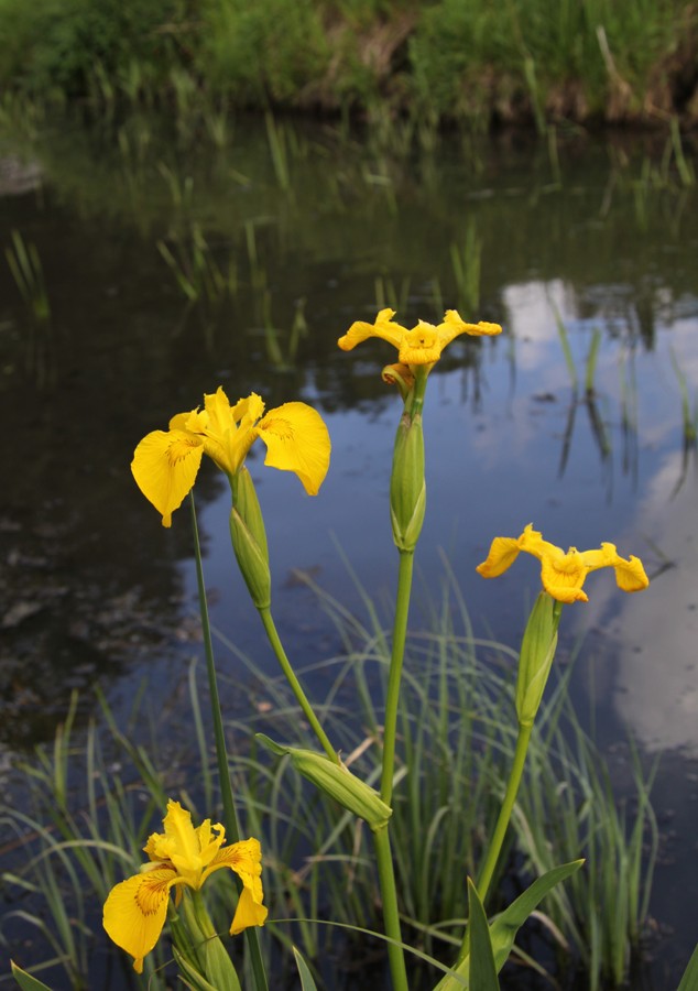 Image of Iris pseudacorus specimen.