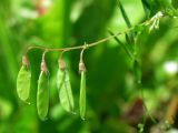 Vicia tetrasperma