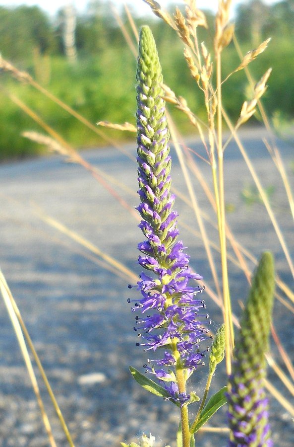 Image of Veronica spicata specimen.