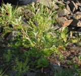 Salix taraikensis. Растение с женскими серёжками. Читинская обл., Кыринский р-н, Сохондинский заповедник. 24.06.2004.