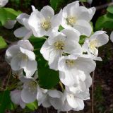 Malus подвид cerasifera