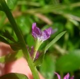 genus Lythrum