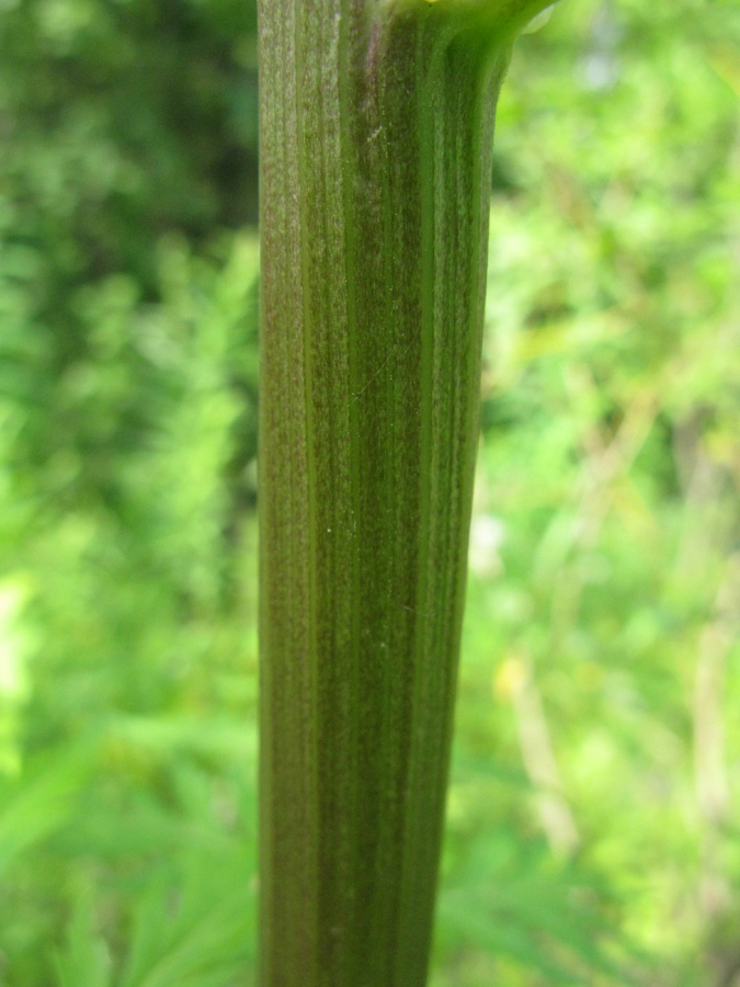 Image of Pleurospermum uralense specimen.