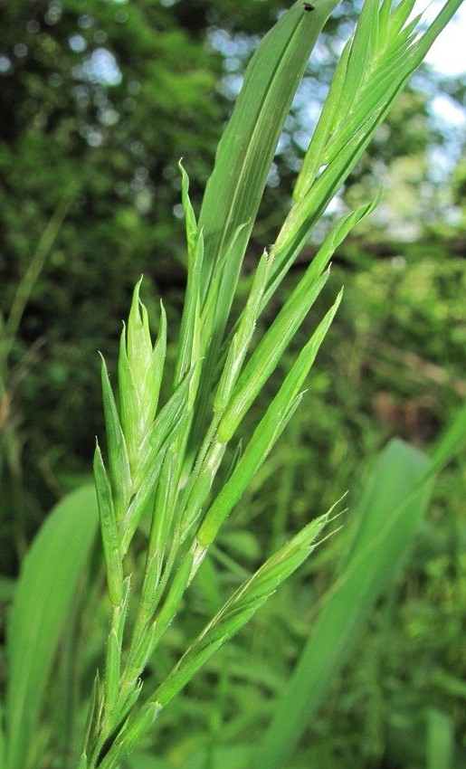 Image of Brachypodium pinnatum specimen.