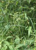 Persicaria hydropiper