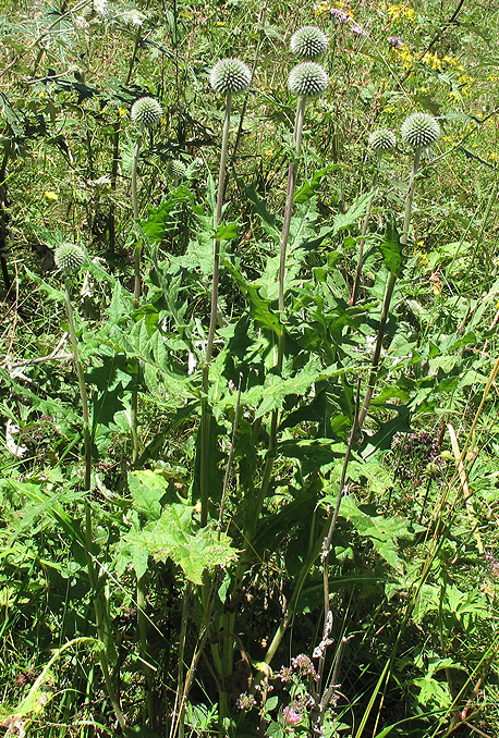 Изображение особи Echinops sphaerocephalus.