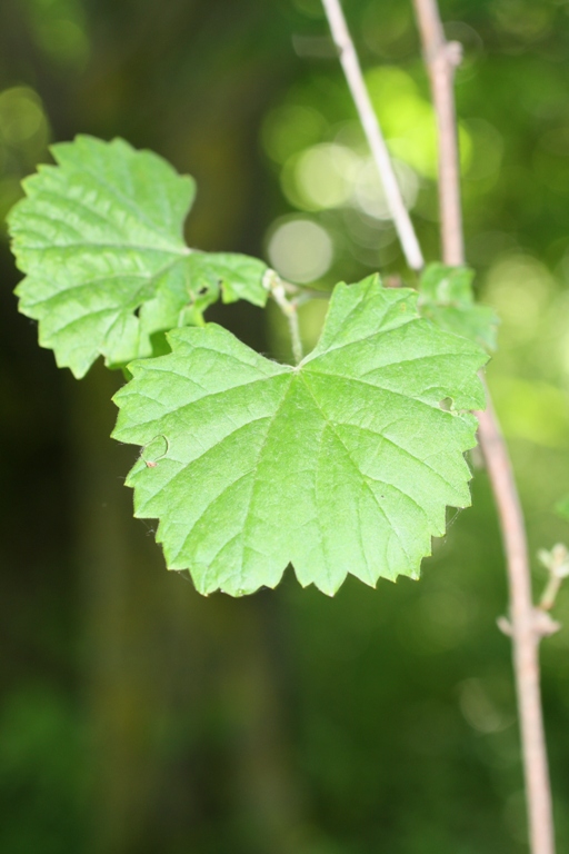 Изображение особи Vitis gmelinii.