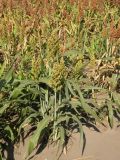 Sorghum bicolor