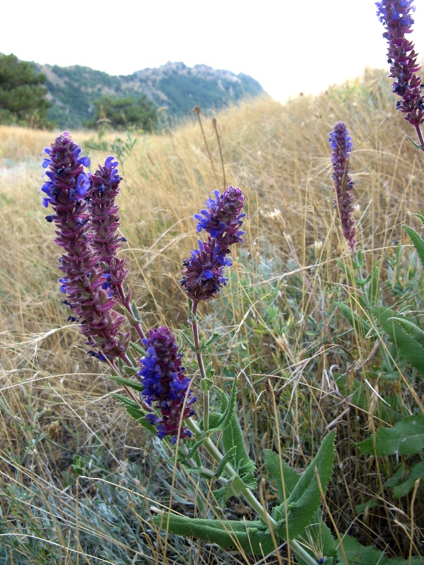 Изображение особи Salvia tesquicola.