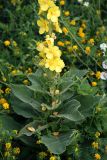 Verbascum densiflorum. Часть побега с цветками. Воронежская обл., Павловский р-н, окр. с. Михайловка (Шипов лес). 19.06.2011.