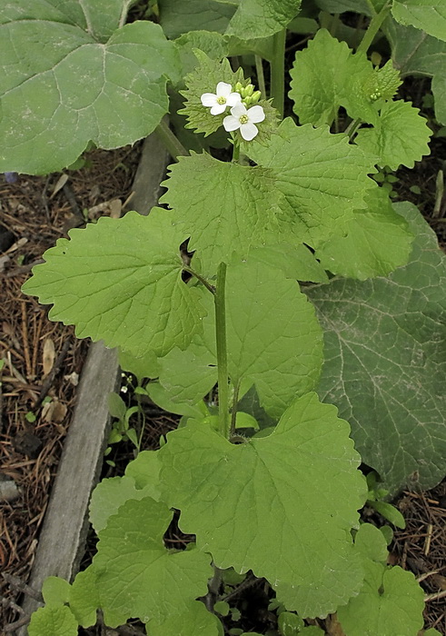 Изображение особи Alliaria petiolata.