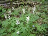 Corydalis cava