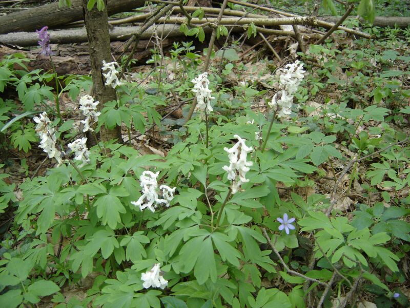 Изображение особи Corydalis cava.