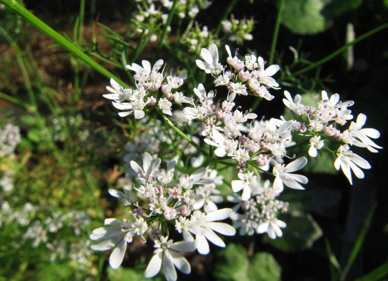 Image of Coriandrum sativum specimen.