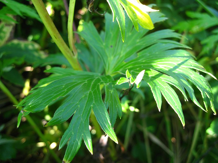 Image of Aconitum maximum specimen.