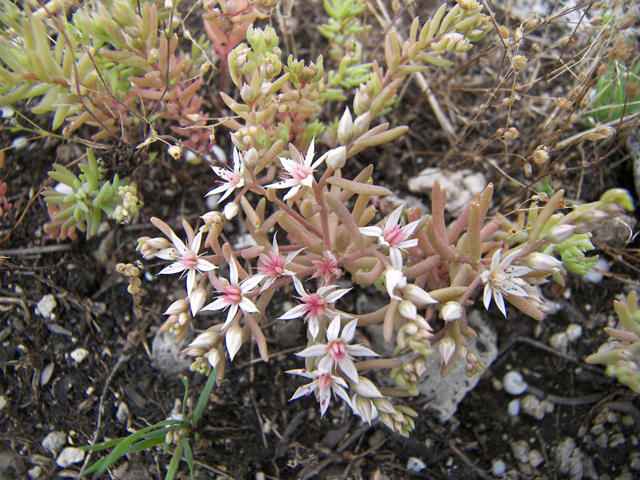 Изображение особи Sedum hispanicum.