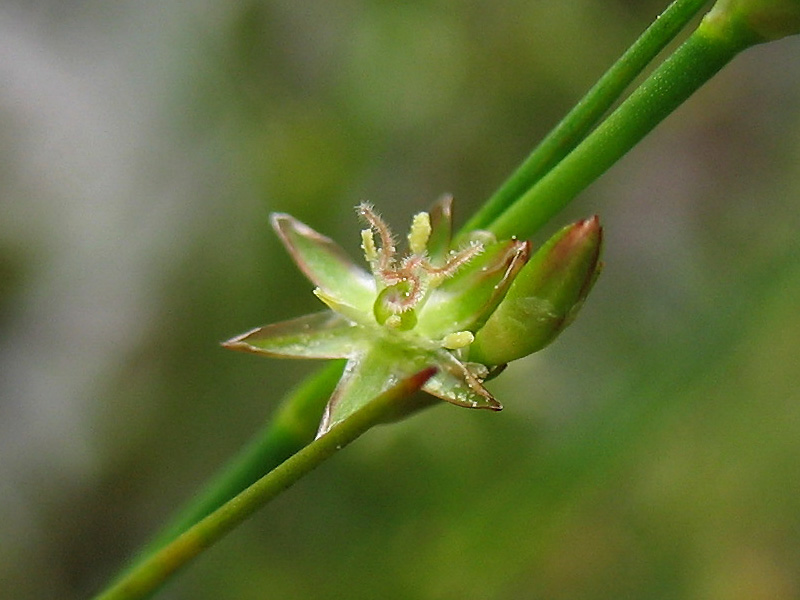 Изображение особи Juncus ambiguus.