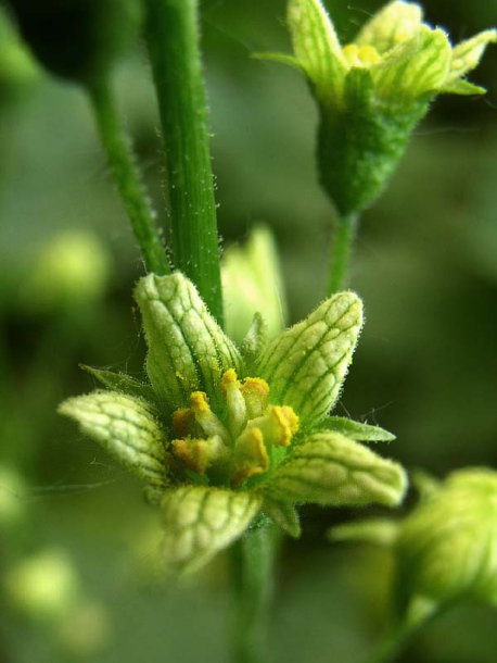 Image of Bryonia alba specimen.