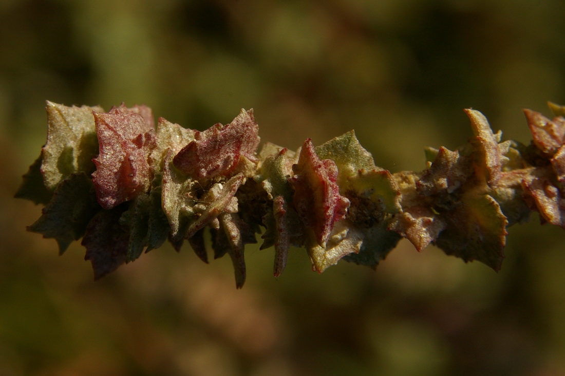 Image of Atriplex tatarica specimen.