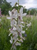 Dictamnus caucasicus