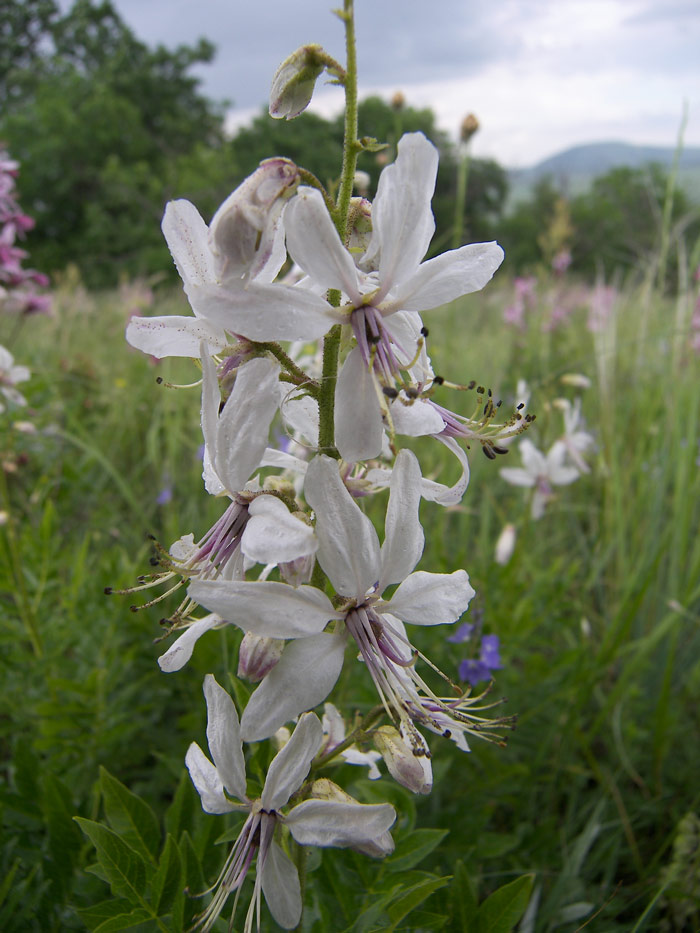 Изображение особи Dictamnus caucasicus.