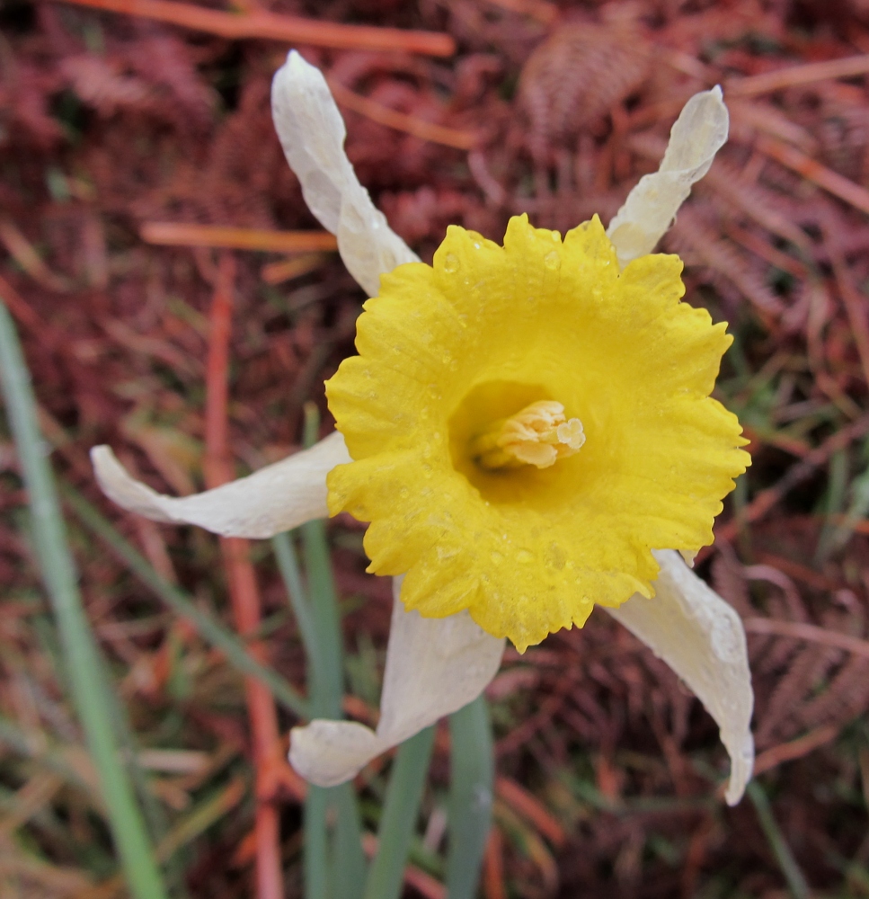 Изображение особи род Narcissus.