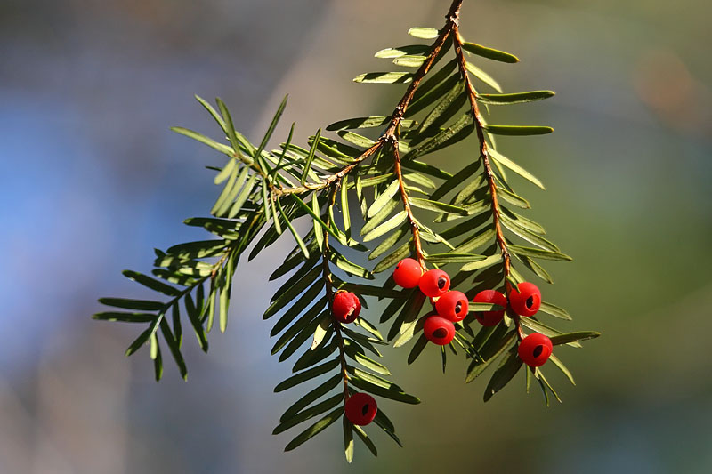 Изображение особи Taxus cuspidata.