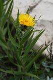 Inula ensifolia