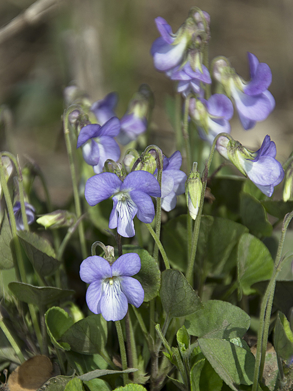 Image of Viola rupestris specimen.