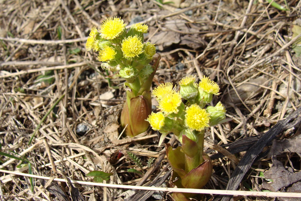 Image of Petasites radiatus specimen.