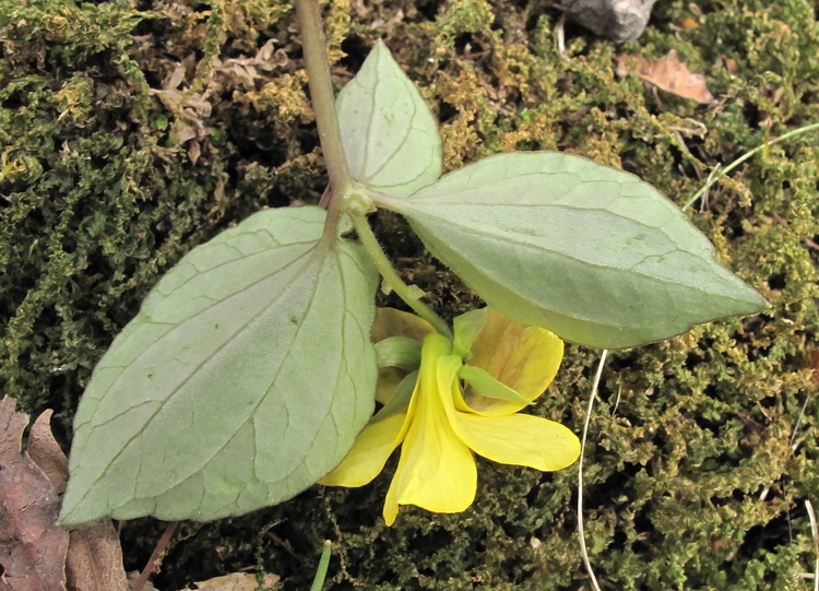 Изображение особи Viola xanthopetala.