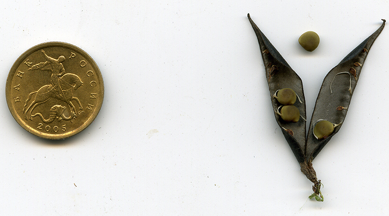 Image of Vicia sepium specimen.