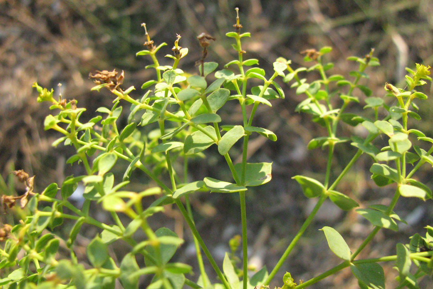 Изображение особи Euphorbia seguieriana.