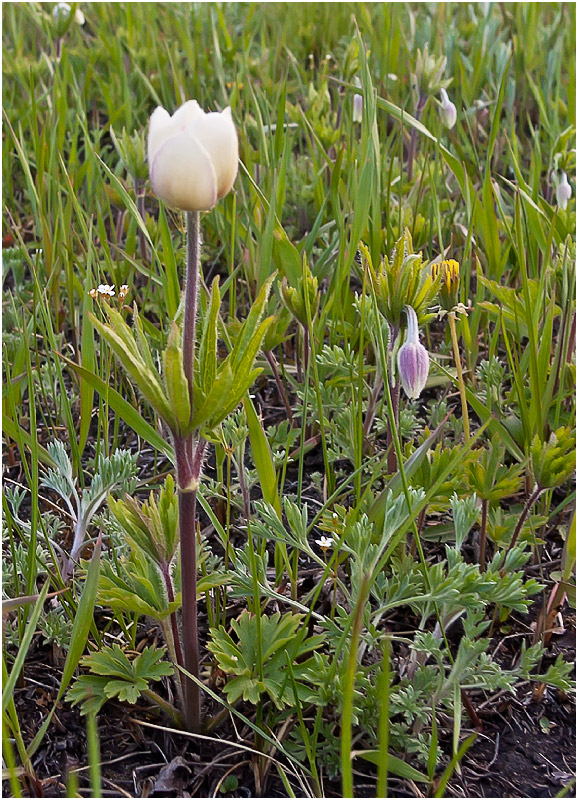 Изображение особи Anemone sylvestris.