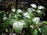 Orthilia secunda. Побег с листьями. Ленинградская область, окрестности поселка Токсово. 8 мая 2012 г.