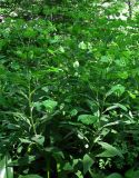 Euphorbia macroceras