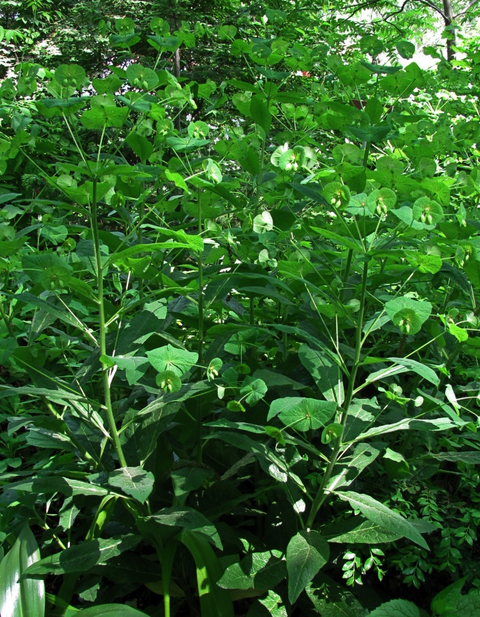 Изображение особи Euphorbia macroceras.