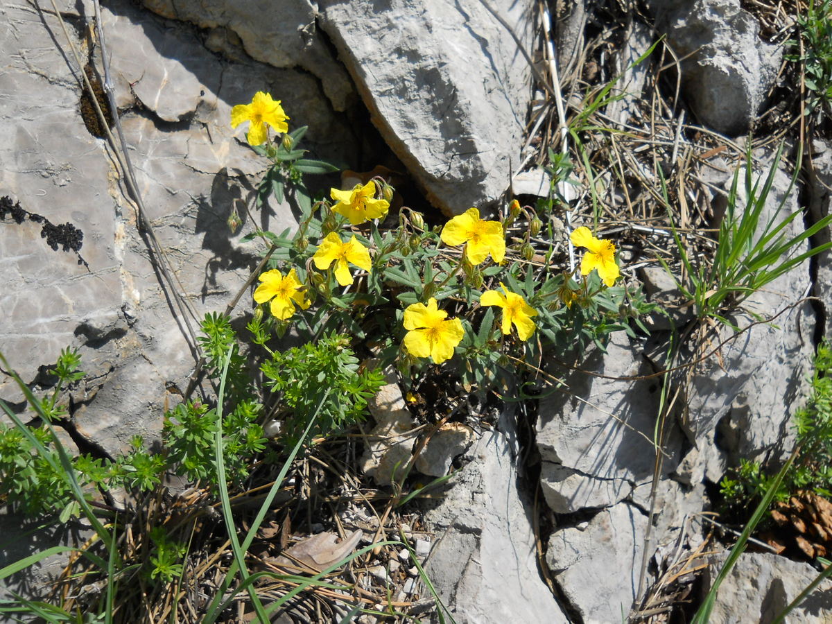 Изображение особи род Helianthemum.