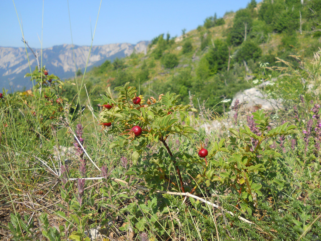 Изображение особи Rosa spinosissima.