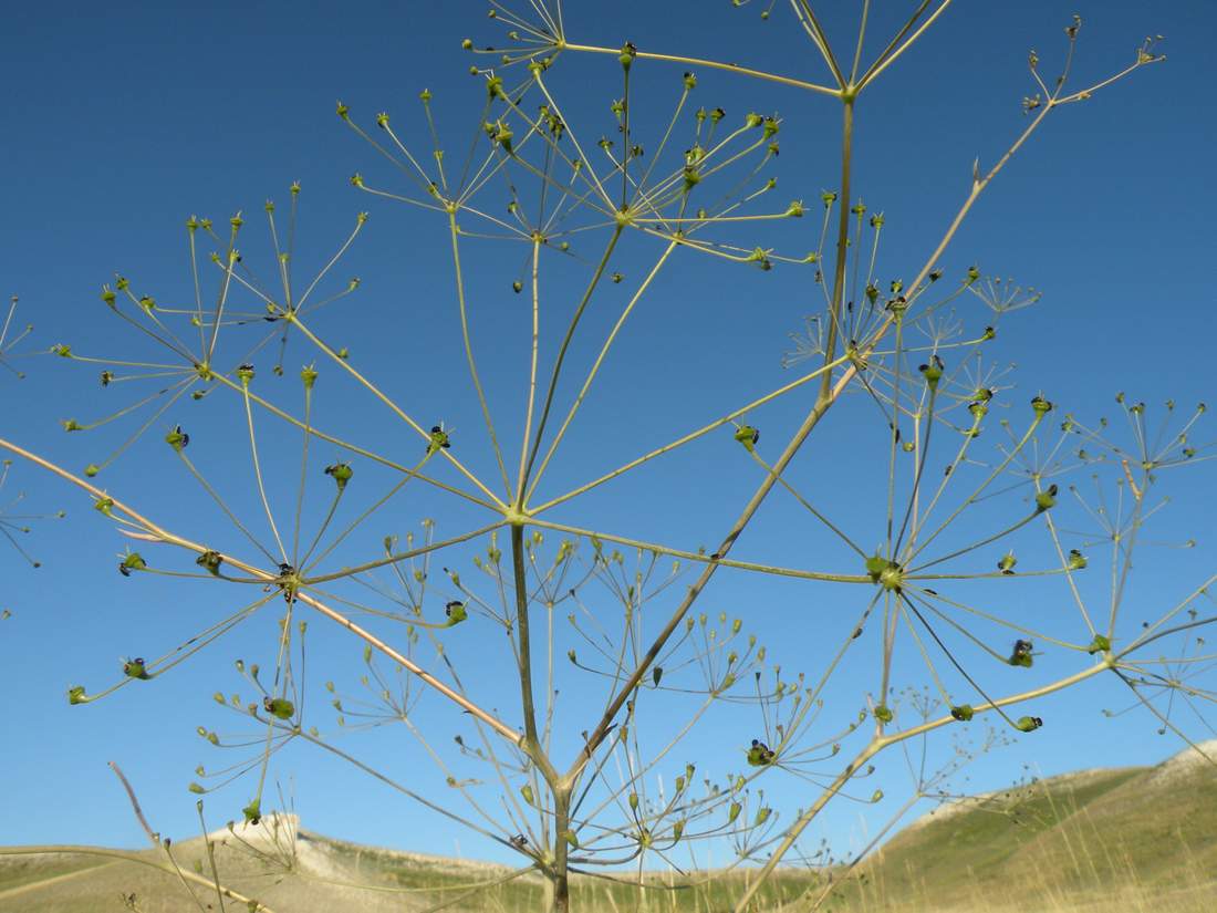 Image of Eriosynaphe longifolia specimen.