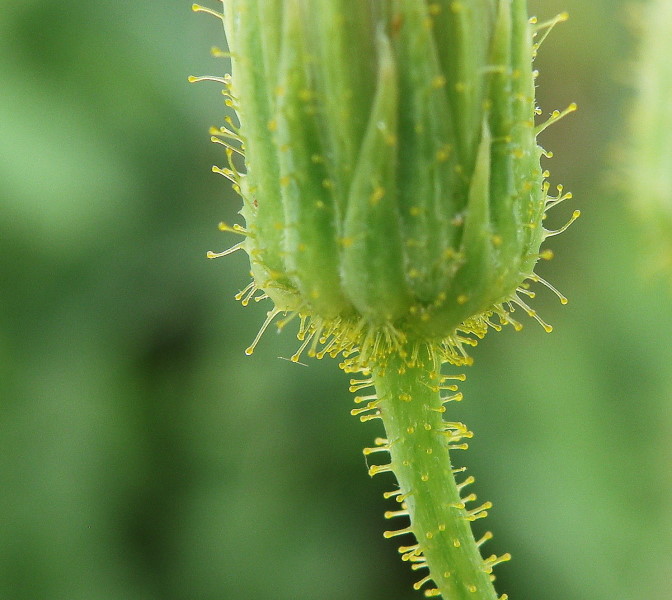 Image of Sonchus arvensis specimen.