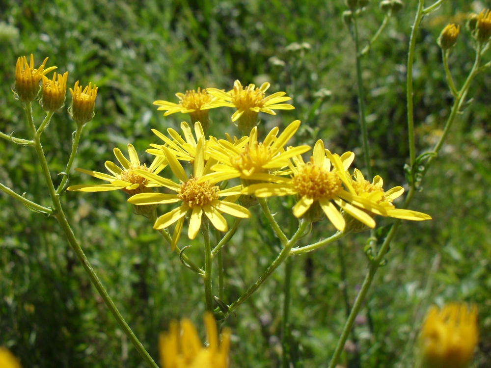 Изображение особи Senecio grandidentatus.