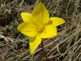 Tulipa uniflora