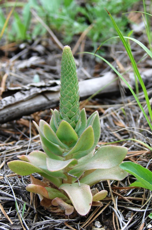 Image of Orostachys malacophylla specimen.