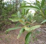 Salix gmelinii