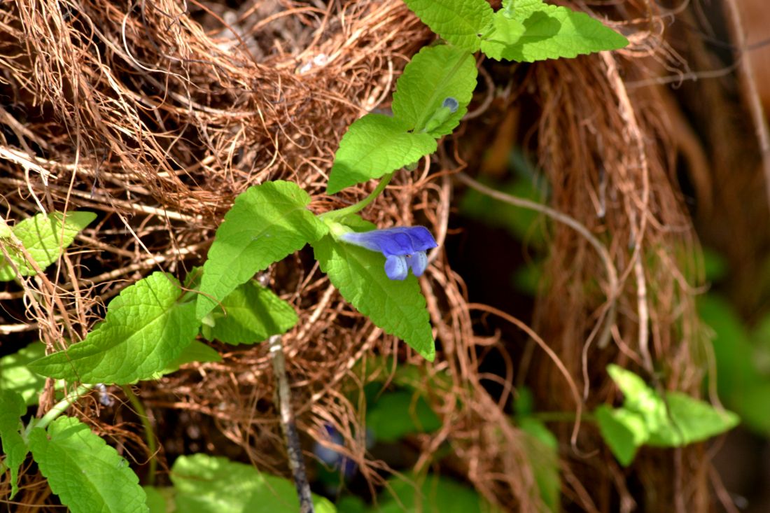 Image of Scutellaria galericulata specimen.