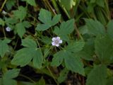 Geranium wilfordii. Верхушка цветущего растения. Приморский край, Партизанский р-н, п-ов Трудный, падь Елизарова, ясенёвник. 07.09.2012.