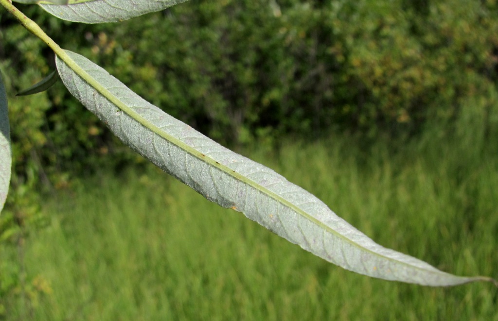 Изображение особи Salix gmelinii.