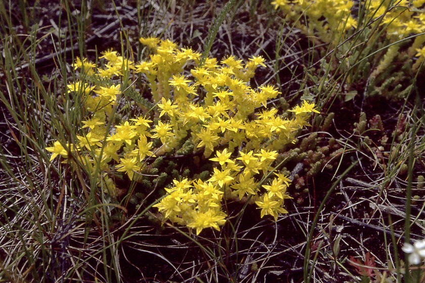 Изображение особи Sedum acre.