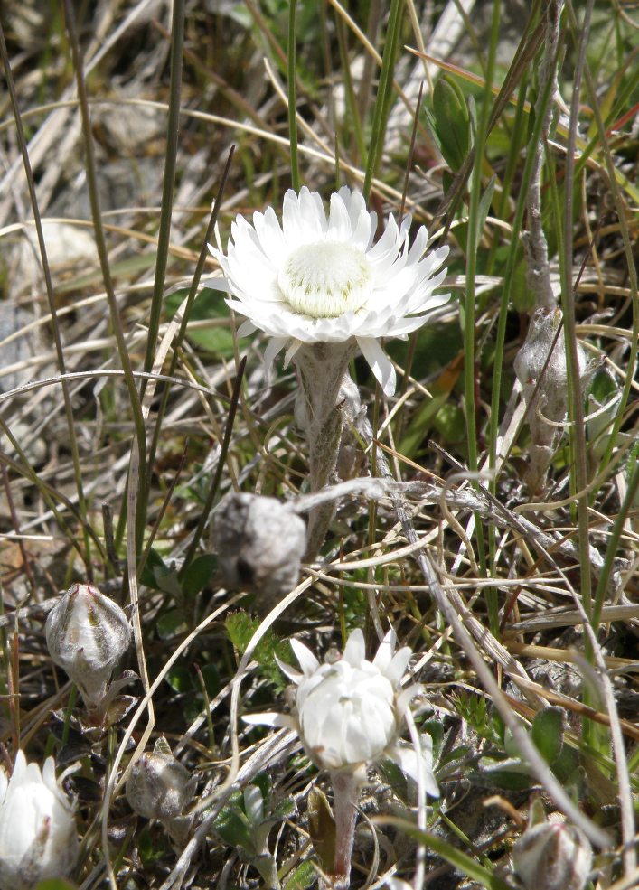 Изображение особи Anaphalioides bellidioides.